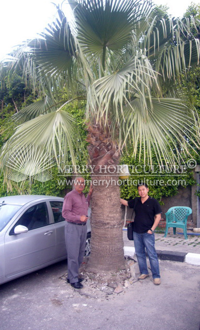 Washingtonia Fillifera